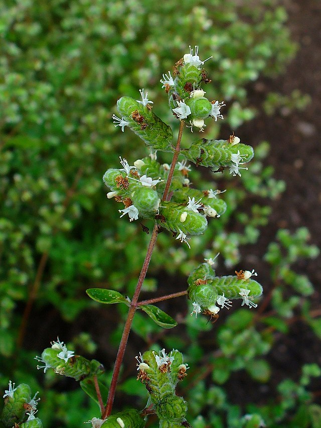 640px-Origanum_majorana_002.JPG