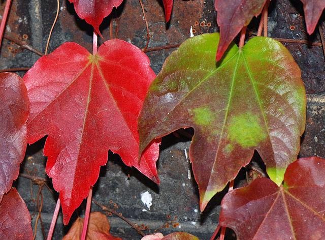 640px-Parthenocissus_tricuspidata_feuilles.jpg