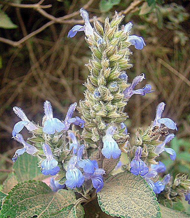640px-Salvia_hispanica_%2810461546364%29.jpg
