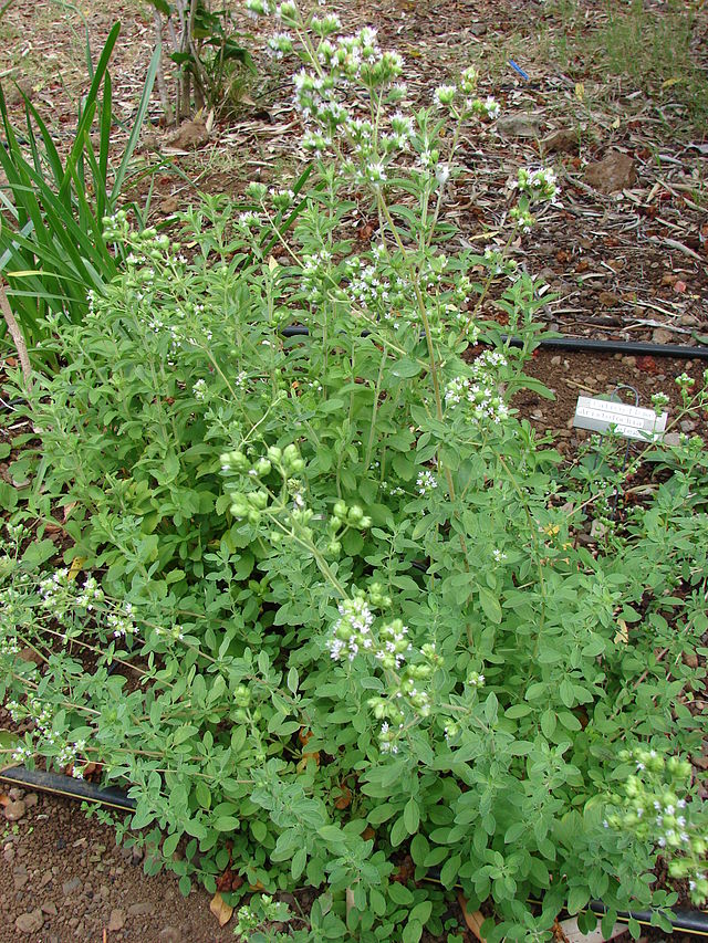 640px-Starr_080716-9448_Origanum_majorana.jpg