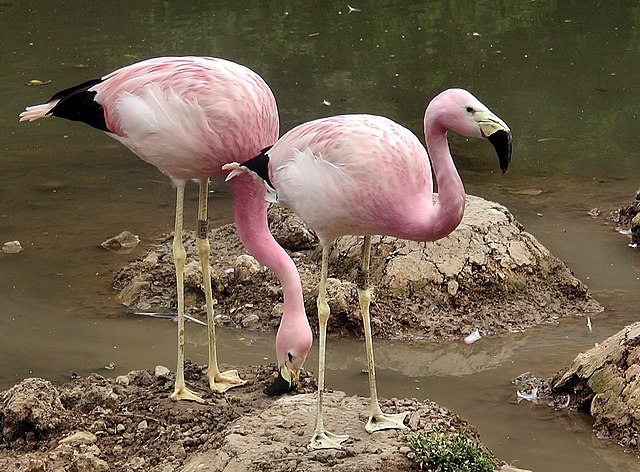 640px-Two_andeanflamingo_june2003_arp.jpg