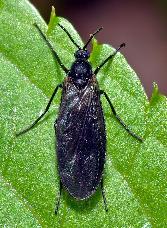 640px-Unidentified_species_031_%28aka%29.jpg