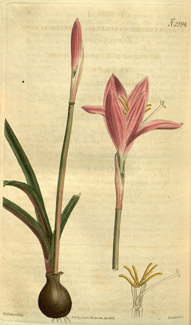640px-Zephyranthes_carinata_52.2594.jpg