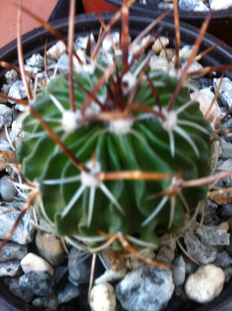 6451498043_57309c07b5_z.jpg