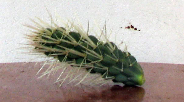65.jpg