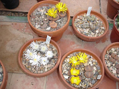 65460960_3a20d58208_m.jpg