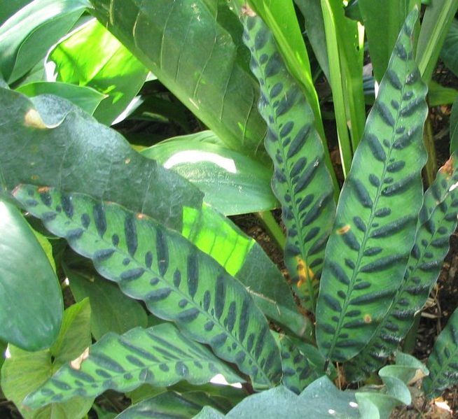 654px-Calathea_lancifolia_-_rattlesnake_plant_-_from-DC1.jpg