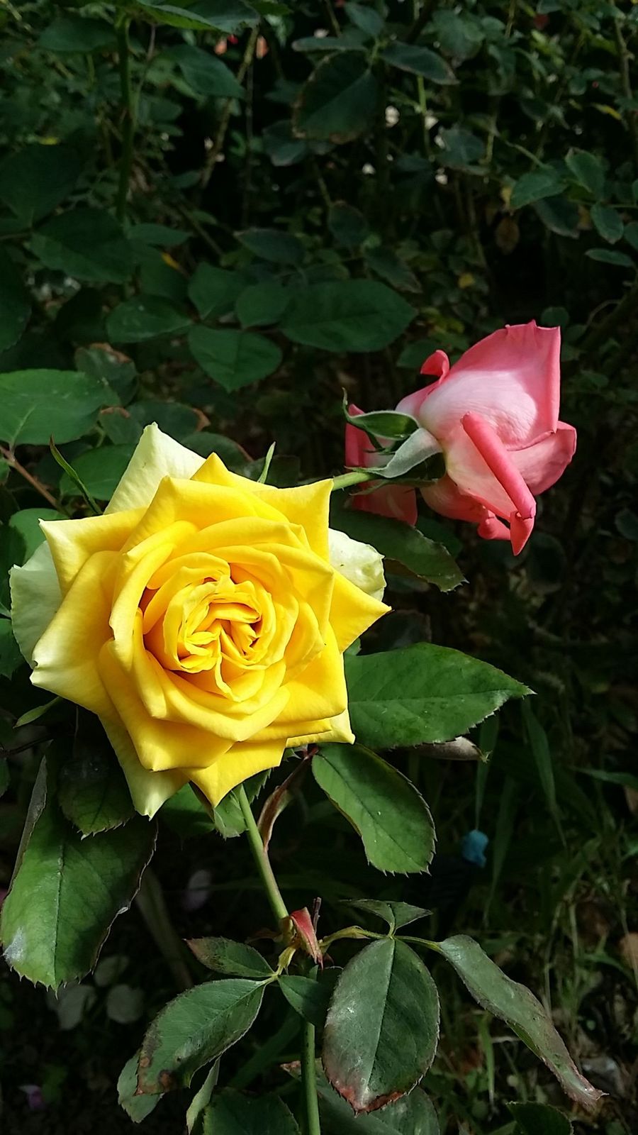661dd9f99ab6372ae0e03fbcd79e5342.jpg