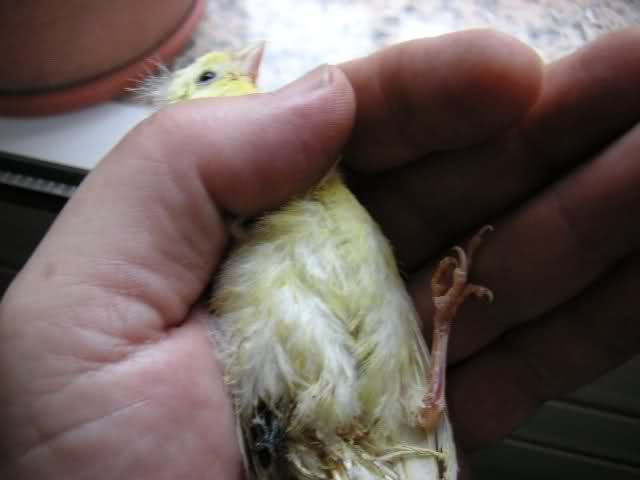 66g977.jpg