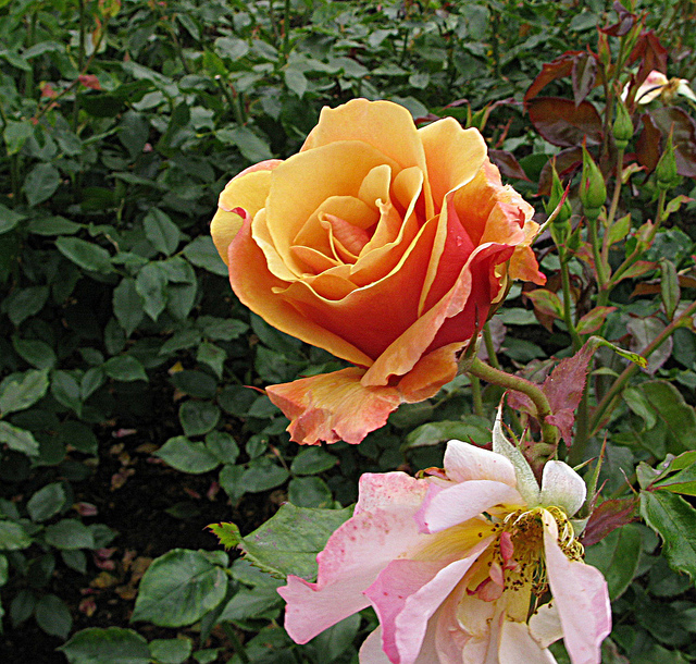 6756503061_865aefb99d_z.jpg