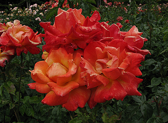 6756568867_128d10a895_z.jpg