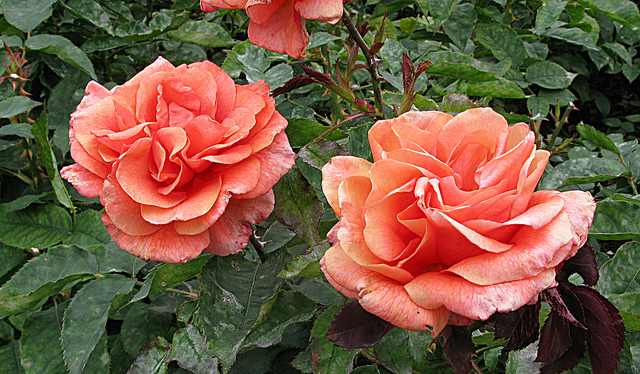 6756625727_3e6d9b9650_z.jpg