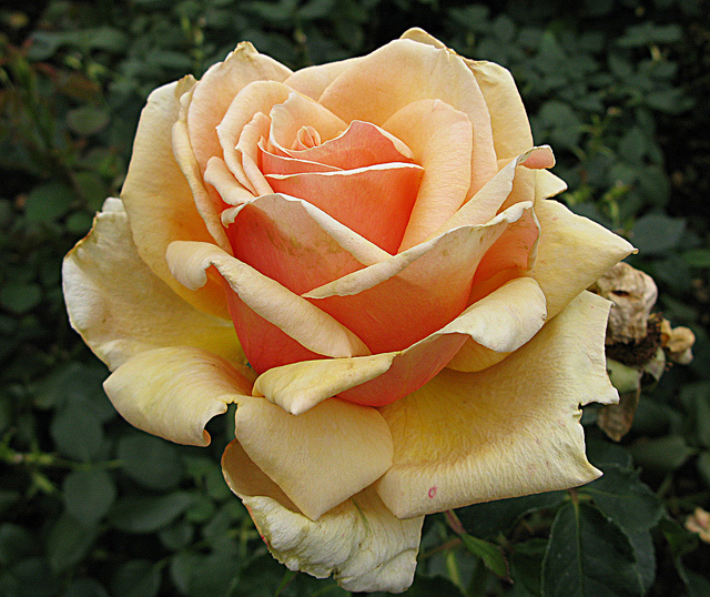 6756638505_040f6fa9e7_z.jpg