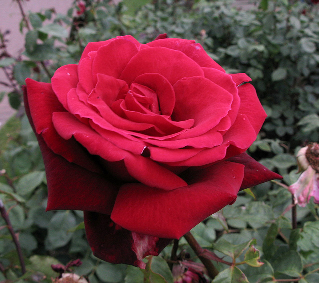 6756649351_fd2831cf6b_z.jpg