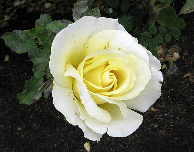 6756878201_268c00c1ab_z.jpg