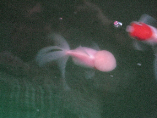 6815271392_438b782041.jpg