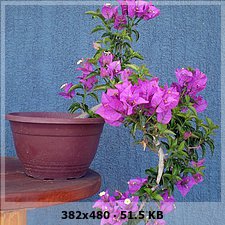 68204780ff09fef24bc390180168a7c1o.jpg