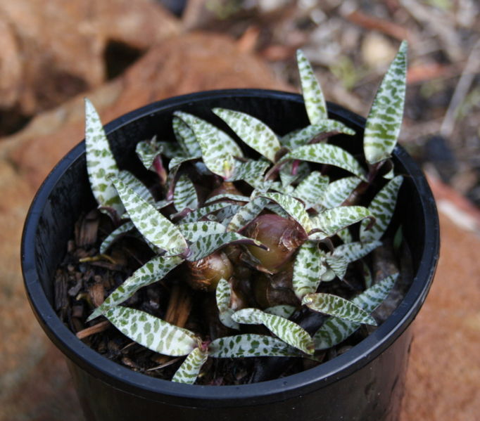 682px-Ledebouria_socialis.jpg