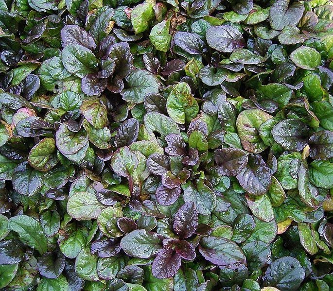 685px-Ajuga_reptans_atropurpurea_02_ies.jpg