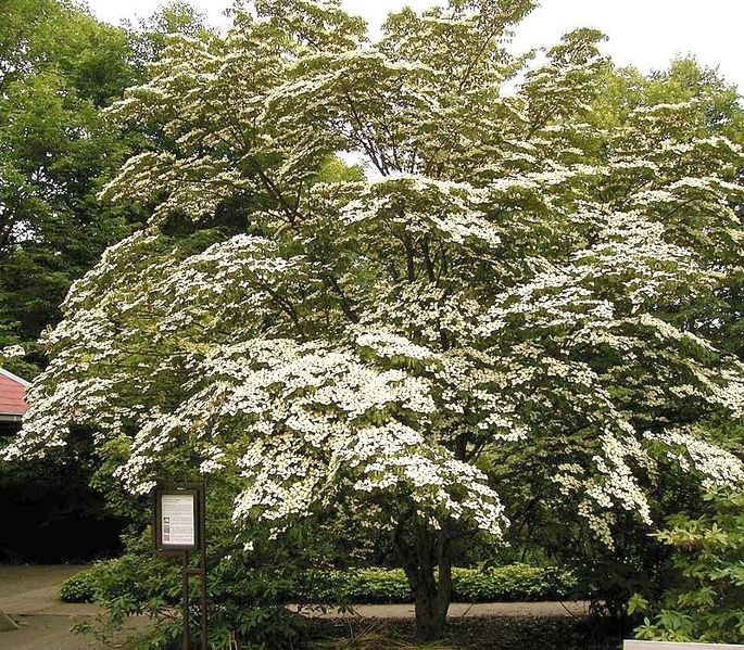 685px-Bgbo_cornus_kousa_var_chinensis_ies.jpg