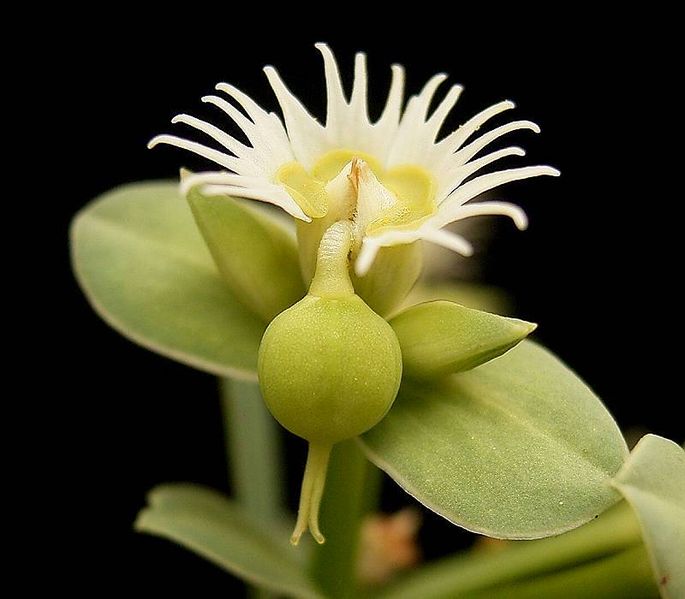 685px-Euphorbia_sarcodes_ies.jpg
