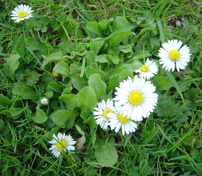 687px-Bellis_perennis_dsc00906.jpg
