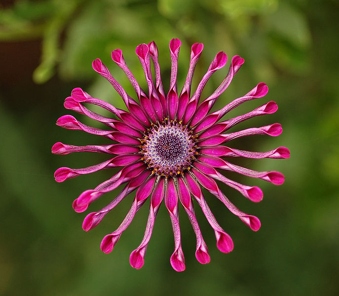 687px-Osteospermum_Flower_Power_Spider_Purple_2134px.jpg