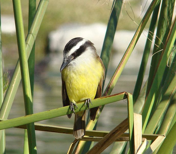 688px-Pitangus_sulphuratus_2.jpg