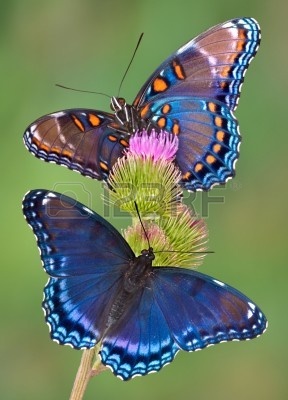 689934-dos-manchas-de-color-rojo-morado-mariposas-esta-sentado-a-cardo.jpg