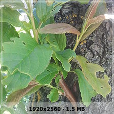 68bdd9111ec0054a8a21d6c05eee90f3o.jpg
