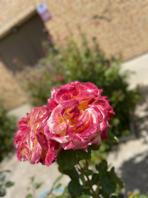 69-E1-EBE9-636-C-4511-A1-B4-939-E13-AE89-D0.jpg