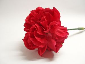 690980_red_carnation.jpg