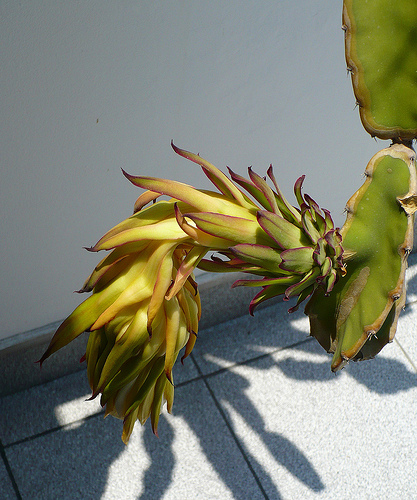 6954030237_f42de875ca.jpg