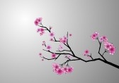 6972153-japanese-cherry-blossom.jpg