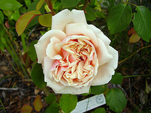 6a46e25b.jpg
