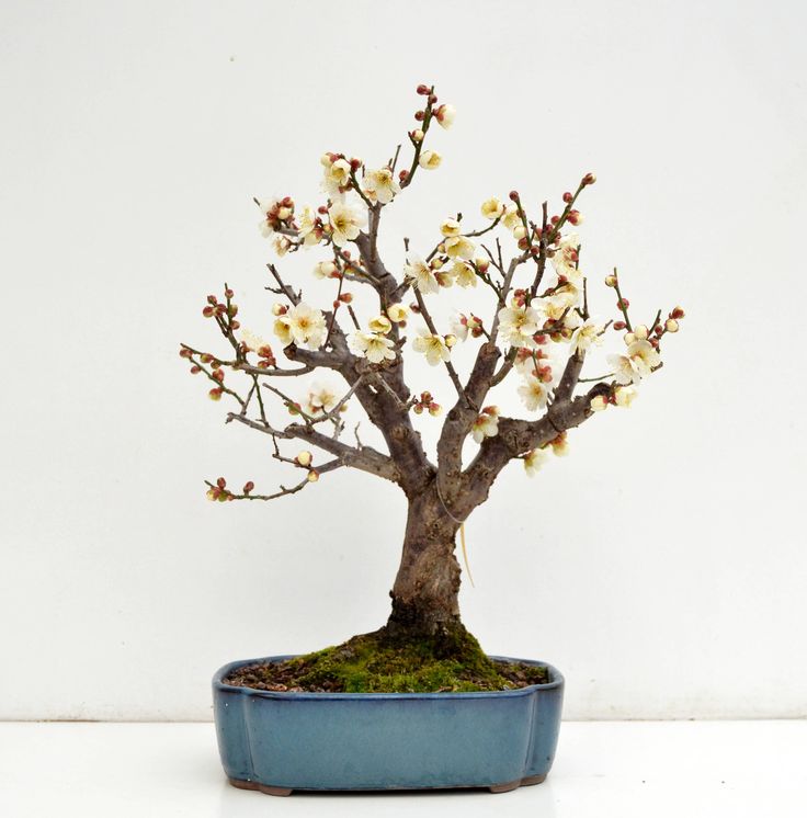 6a7aba7289172daa3a9610e513f1a5f3--prunus-mume-bonsai.jpg