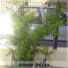 6a87a498e56fa78a7bff35d3fb96706fo.jpg