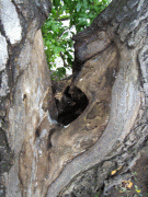 6a9b8e29426708.gif