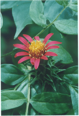 6b-Mutisia-coccinea-var_-de.gif