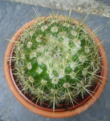 6c.JPG