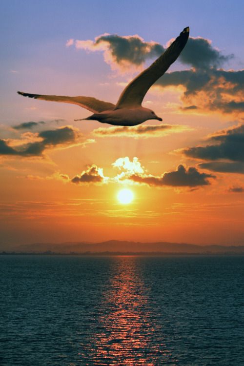6c33a750e5d4286789be7f76db1d8f45--birds-in-flight-tropical-paradise.jpg