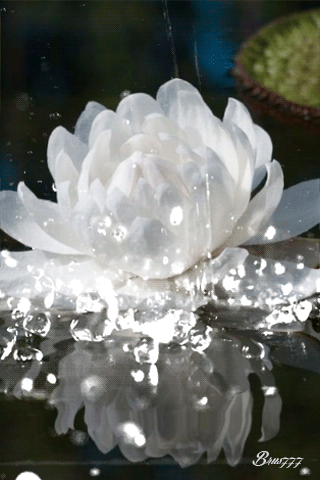6c8ca8a13d977373c5f4f8cc917c8c50.gif