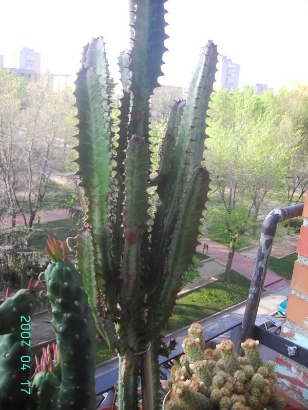 6Cactus1.jpg