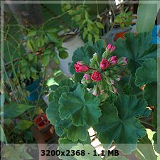 6f16795137d663947bc7465555f53f08o.jpg