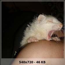 6f18cdb54237075dd1144afaa0607cebo.jpg