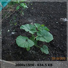 6f643e0034c6f949f352dca353e248eco.jpg