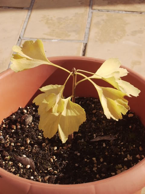 6Ginkgo16-12-07.jpg