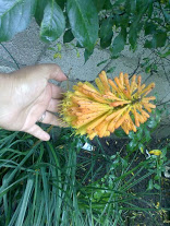 6gQz2-uyI9yISm5OOLuLsv0G08443-6-NLJn_gb7CoI=w156-h207-p-no.jpg