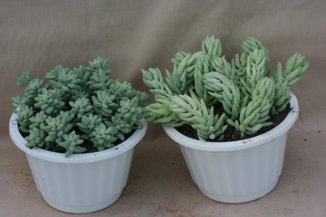 6inLAMBS-BURRO_TAIL.jpg
