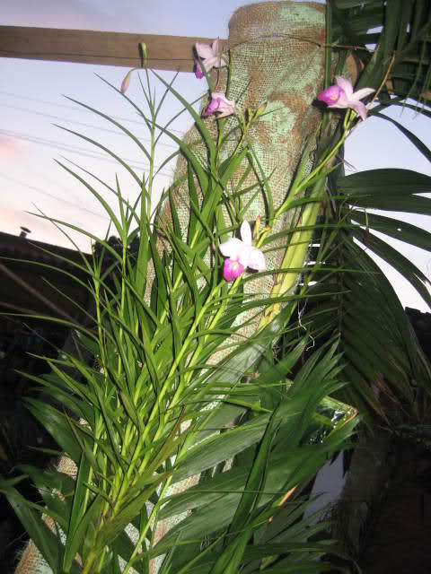 6ir7mp.jpg